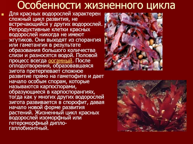 Красные водоросли клетки. Багрянка, красные водоросли, Rhodophyta.. Особенности строения красных водорослей. Строение багрянок. Строение красных водорослей 7 класс биология.