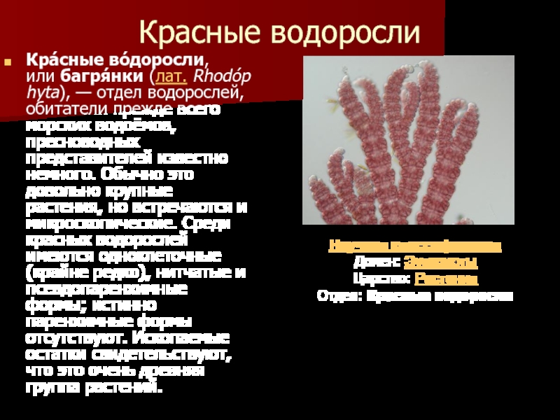 Таблица красных водорослей