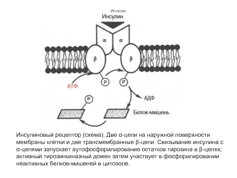 Реферат: Эндокринология (молекулярные механизмы секреции инсулина и его действия на клетки)