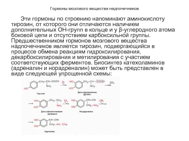 Схема синтеза катехоламинов из аминокислоты тирозина