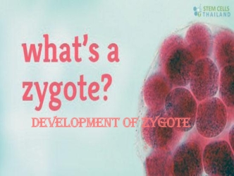 Development of zygote