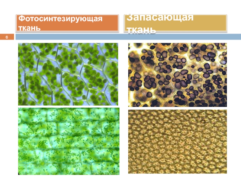 Ткани растений фото егэ