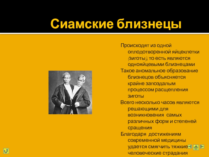 Близнецы чудо жизни проект по биологии 9 класс