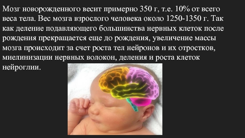 Центральная нервная система новорожденного. Мозг новорожденного весит. Нервная система новорожденного ребенка. Мозг новорожденного и взрослого.