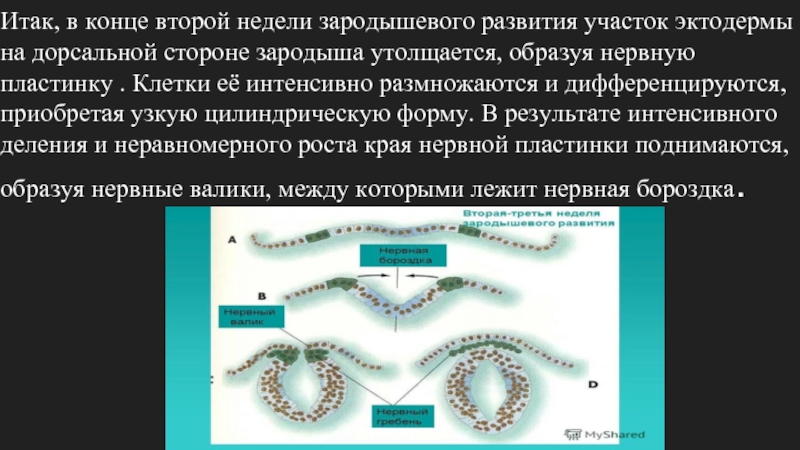 Какие клетки входят в состав эктодермы