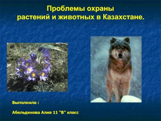 Проблемы охраны растений и животных в Казахстане