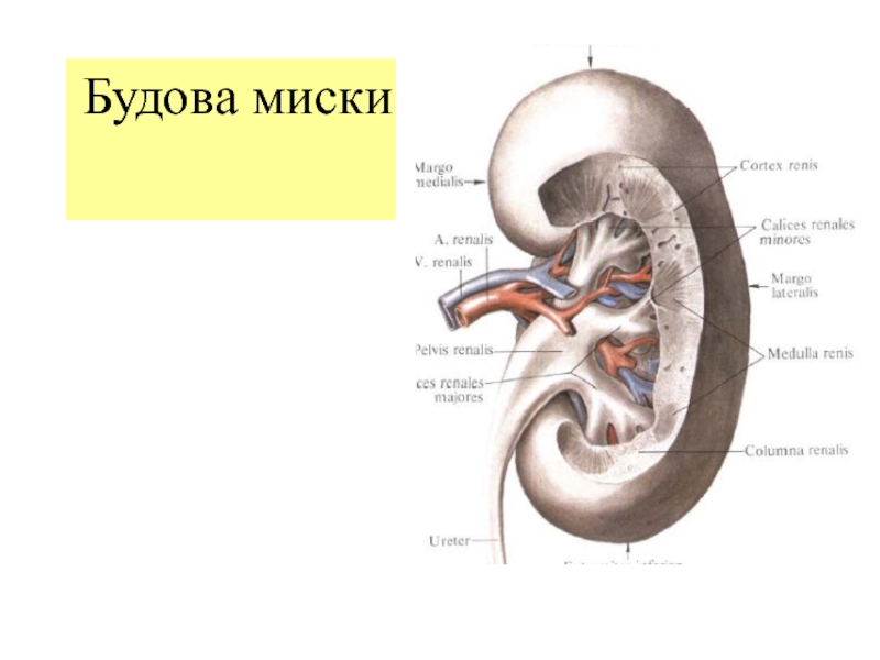 Чашечки почки. Эмбриональная форма экскреторного дерева почки. Малая почечная чашка латынь. Большие и малые чашечки почки. Малые и большие чашки почки.