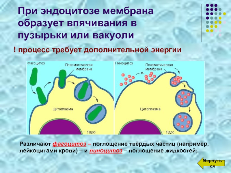 Пиноцитозные пузырьки. Плазматическая мембрана эндоцитоз. Фагоцитоз и эндоцитоз. Фагоцитоз и пиноцитоз мембраны. Пиноцитоз строение.