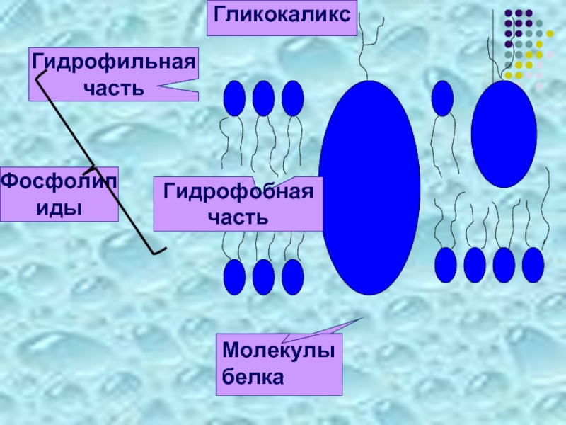 Гидрофобные молекулы. Гидрофильные и гидрофобные части фосфолипидов. Гидрофильная и гидрофобная часть молекул фосфолипидов. Фосфолипиды гидрофобные. Гликокаликс гидрофобные.