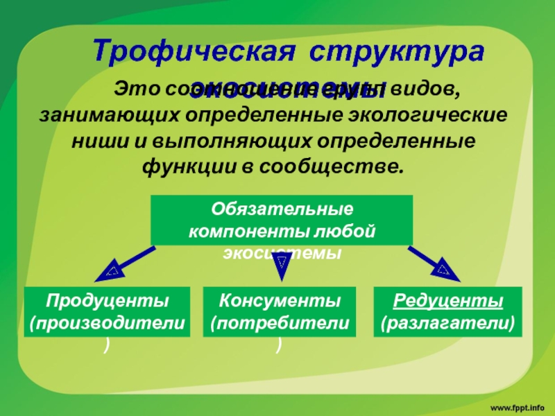 Трофическая структура экосистемы презентация