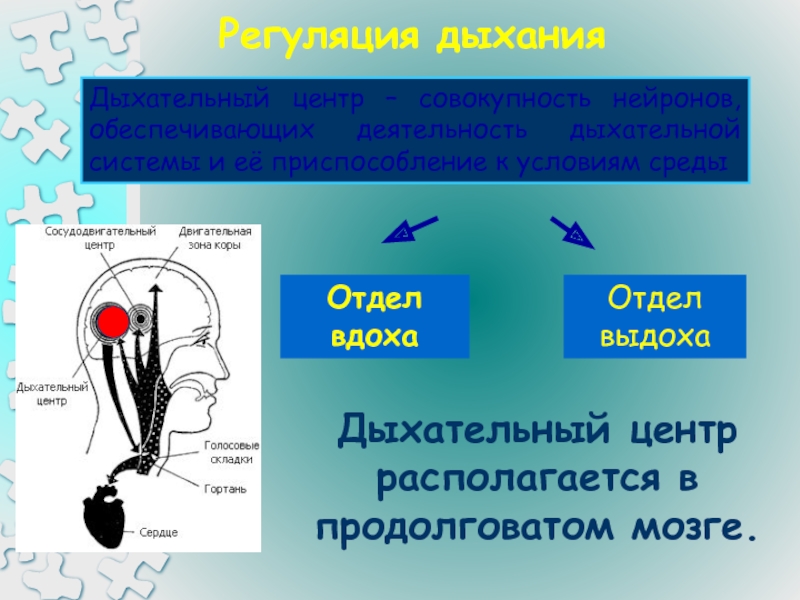 Дыхательный центр находится в продолговатом