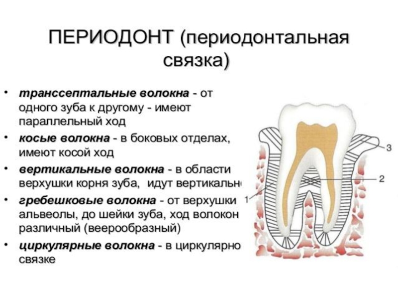 Тип строения зуба. Анатомия строение зуба периодонт. Периодонт строение связки. Строение периодонта и пародонта зуба. Строение периодонта зуба волокна.