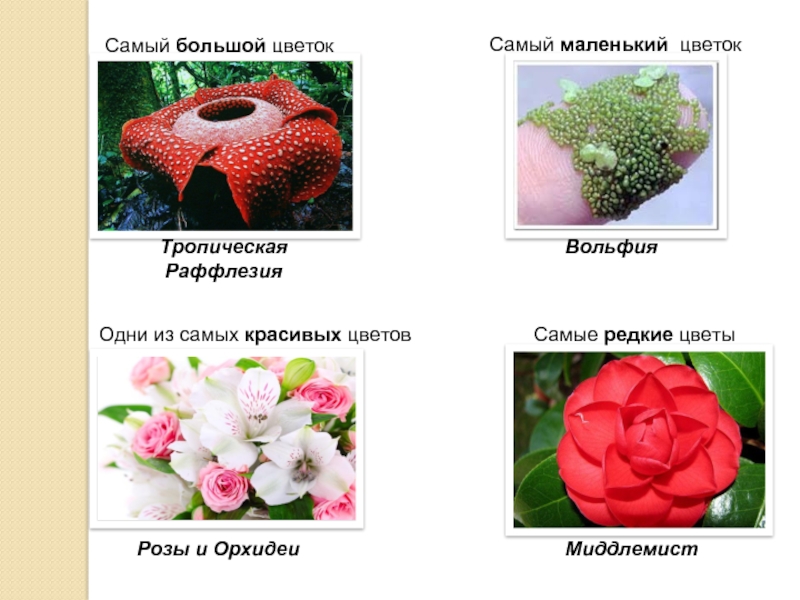 Описание красивого растения