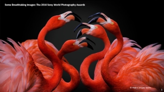 Some Breathtaking Images: The 2016 Sony World Photography Awards