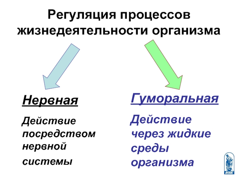 Нейрогуморальная регуляция презентация 6 класс пасечник