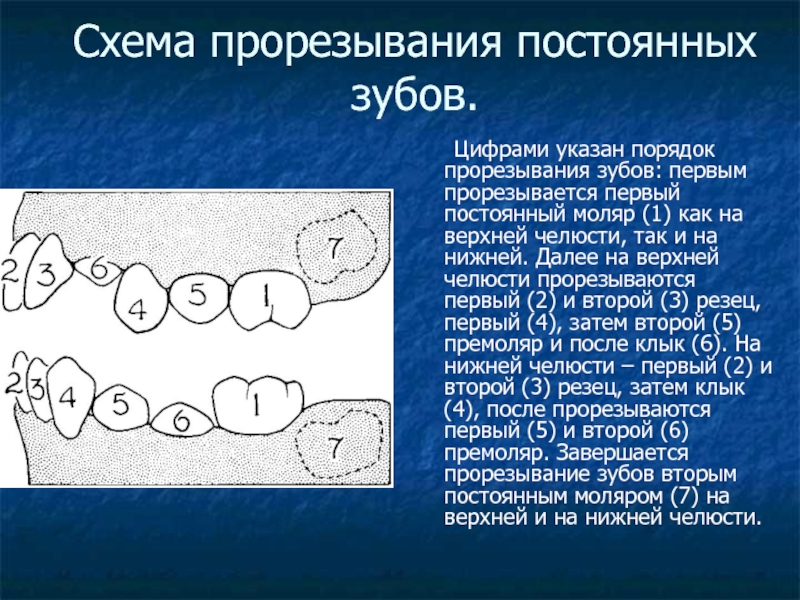 Схема прорезывания зуба