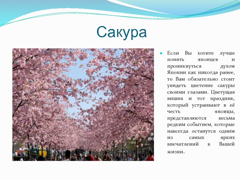 Япония сообщение. Праздник цветения Сакуры в Японии. Сакура доклад. Сакура символ Японии. Сообщение о Сакуре.