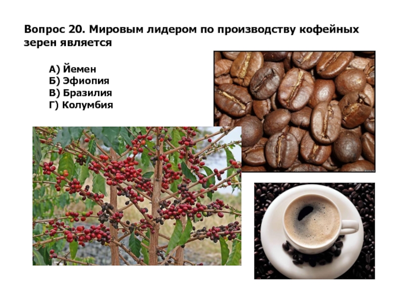 Растение для производства кофе. Крупнейшим производителем кофе является