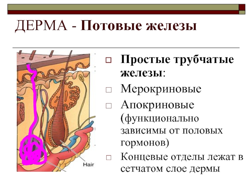 Под каким номером на рисунке изображена потовая железа