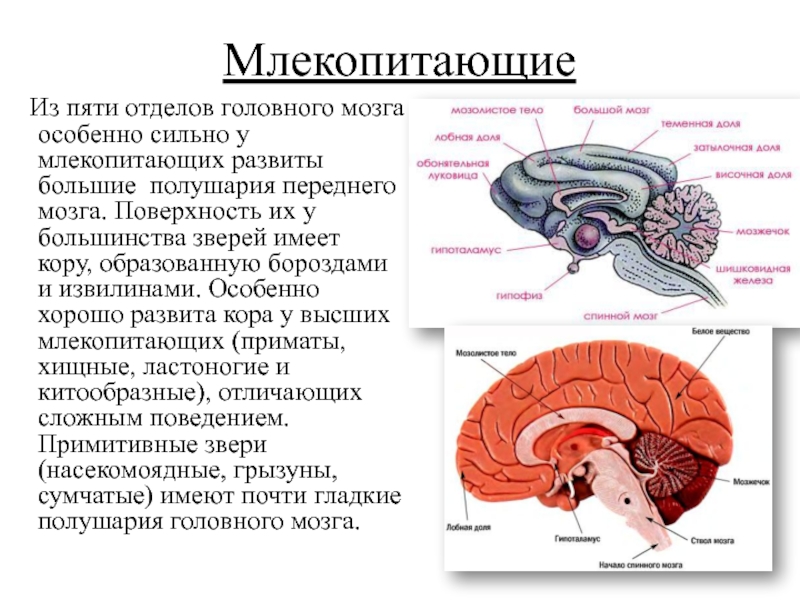 Особенности строения мозга млекопитающих. Структуры мозга млекопитающих. Отделы головного мозга млекопитающих. Развитие головного мозга у млекопитающих.