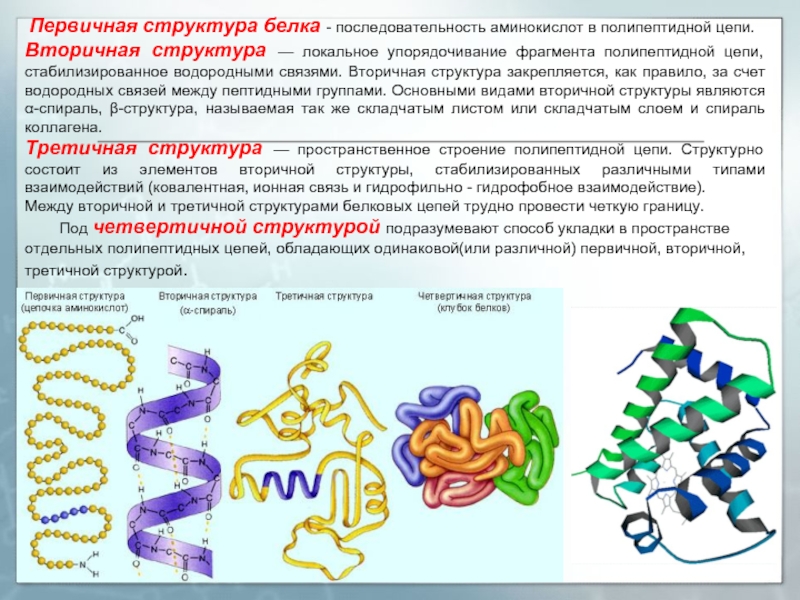 Первичная структура белка презентация