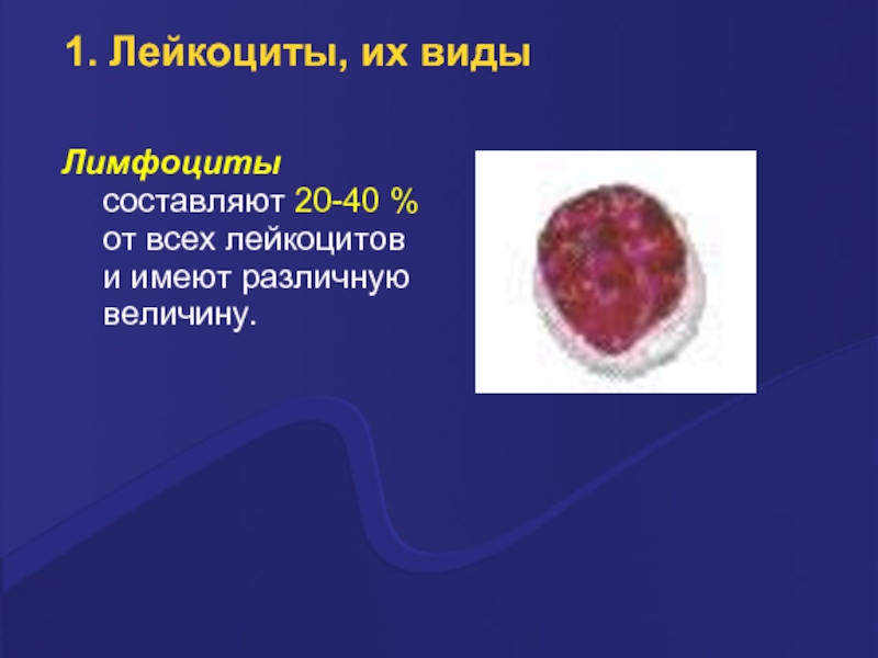 Морфофизиология лейкоциты. Лейкоциты 1. Лейкоциты 1-2. Виды лейкоцитов физиология животных.