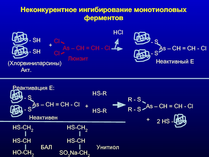 Ингибирование ферментативной активности. Неконкурентное ингибирование ферментов. Кинетика ферментативного катализа. Пример неконкурентного ингибирования фермента. Обратимо неконкурентное ингибирование ферментов.