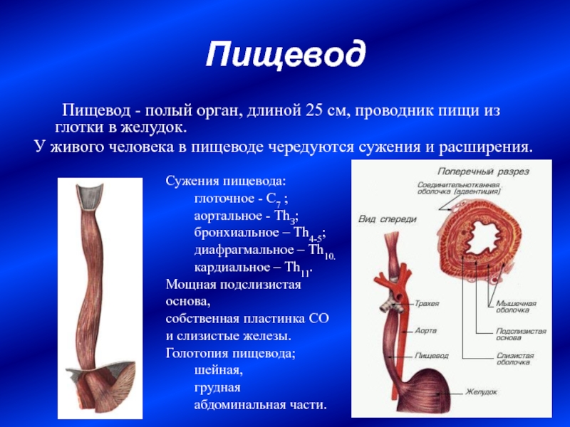 Полые органы