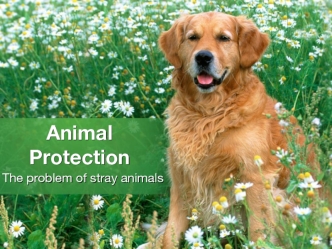 Animal Protection. The problem of stray animals