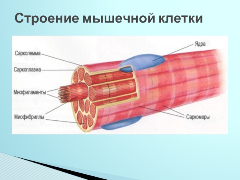 Гладкие мышцы выполняют функции