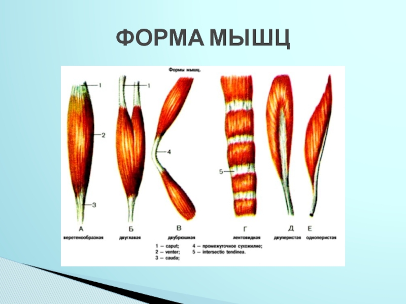 Формы мышц. Классификация скелетных мышц по форме. Мышечная система. Строение. Сухожилие. Классификация. Формы мышц.. Типы мышц. Скелетные мышцы. Мышцы веретенообразной формы.