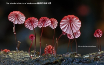 The Wonderful World of Mushrooms ???????