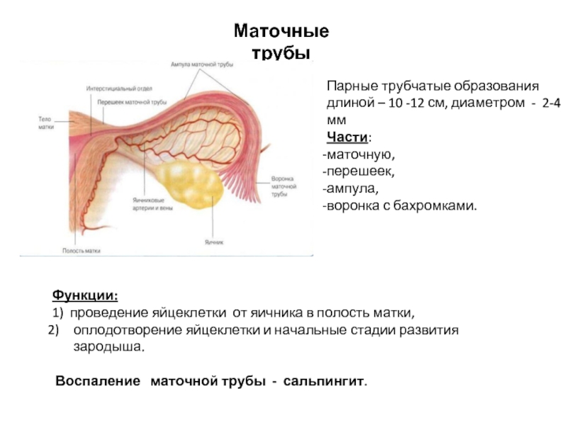 Трубы у женщины где находятся маточные анатомия рисунок