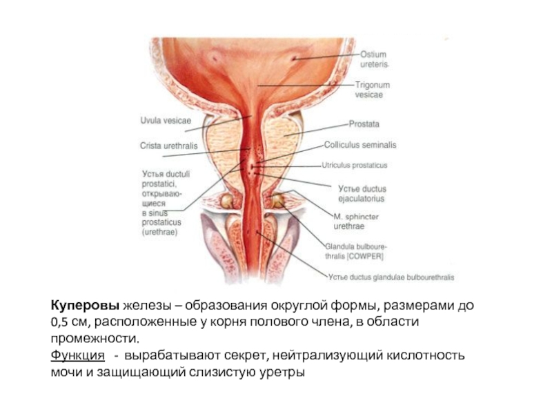 Куперовы железы фото