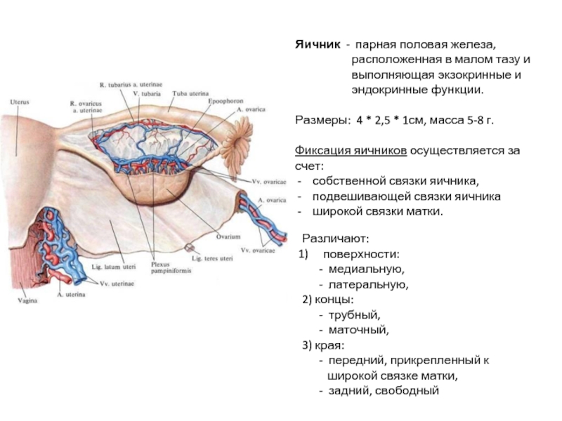 Где у девушки яичники