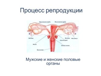 Процесс репродукции. Мужские и женские половые органы