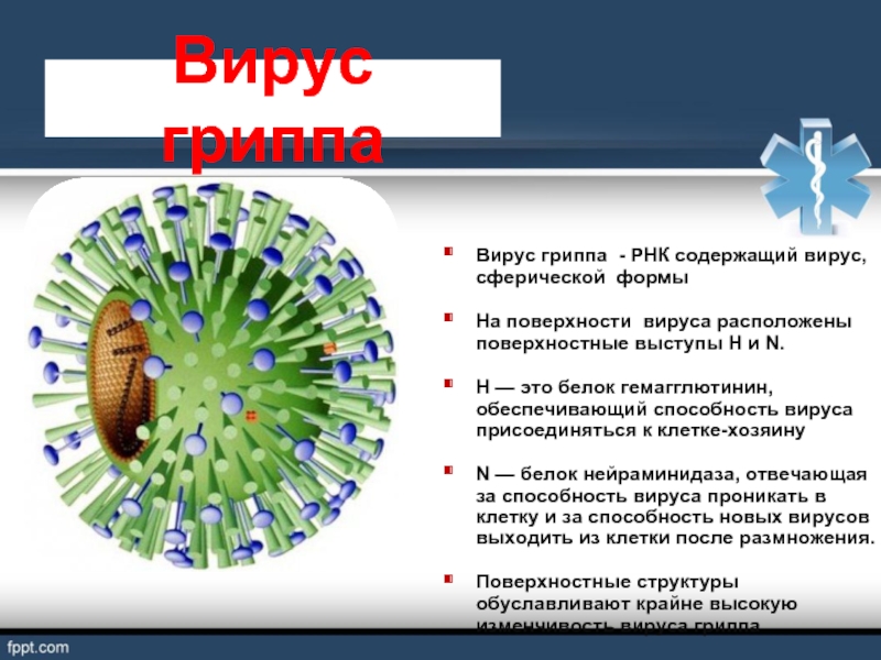 Вирус гриппа группа. Вирус гриппа. Классификация вируса гриппа. Строение вируса гриппа. РНК вирусы.