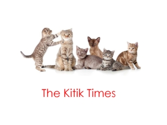 The Kitik Times. Создание новостной, развлекательной интернет платформы, посвященной жизни животных