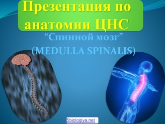 Спинной мозг (medulla spinalis)