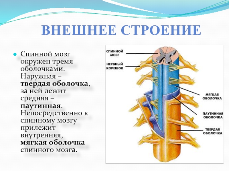 Общий план строения спинного мозга человека