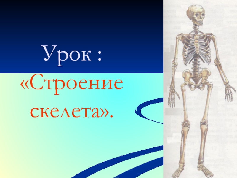 Значение скелета человека. Строение скелета. ОДС скелет. Строение ОДС человека. Скелет для презентации.