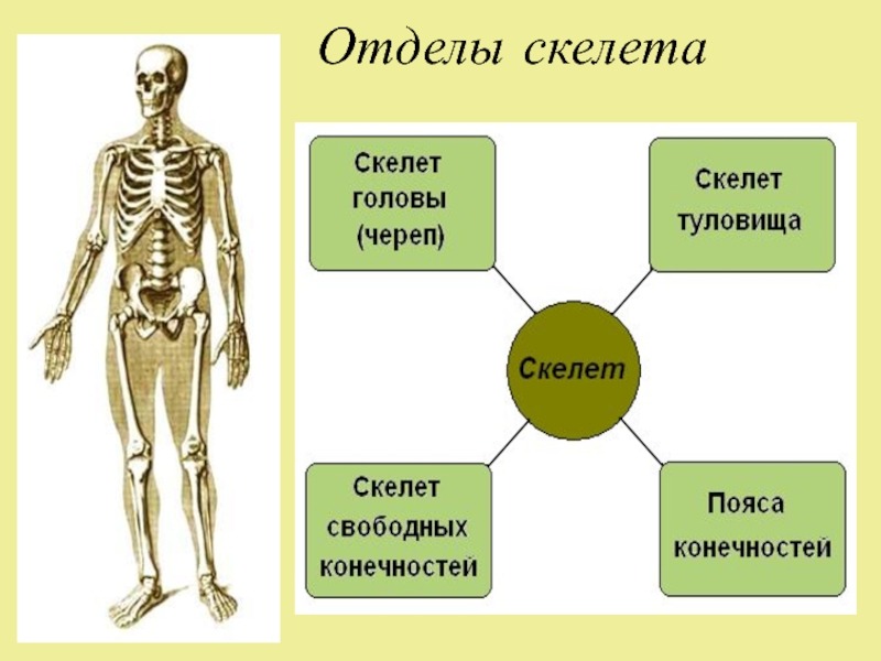 Таблица опорно двигательная система птиц отдел скелета. Отделы скелета туловища. Скелет, отделы скелета, функции.. Отделы скелета человека таблица.