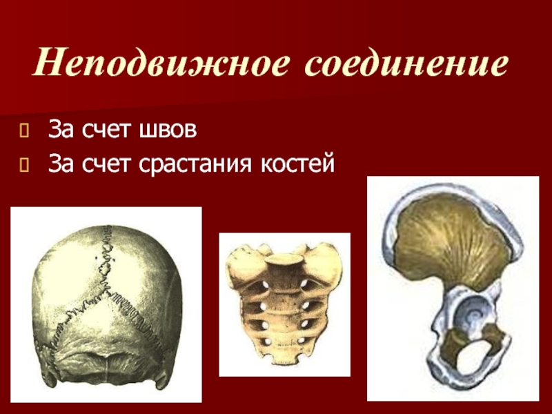 Кости скелета человека соединены неподвижно. Неподвижное соединение. Неподвижные кости. Неподвижное соединение костей с помощью швов. Подвижные и неподвижные кости.