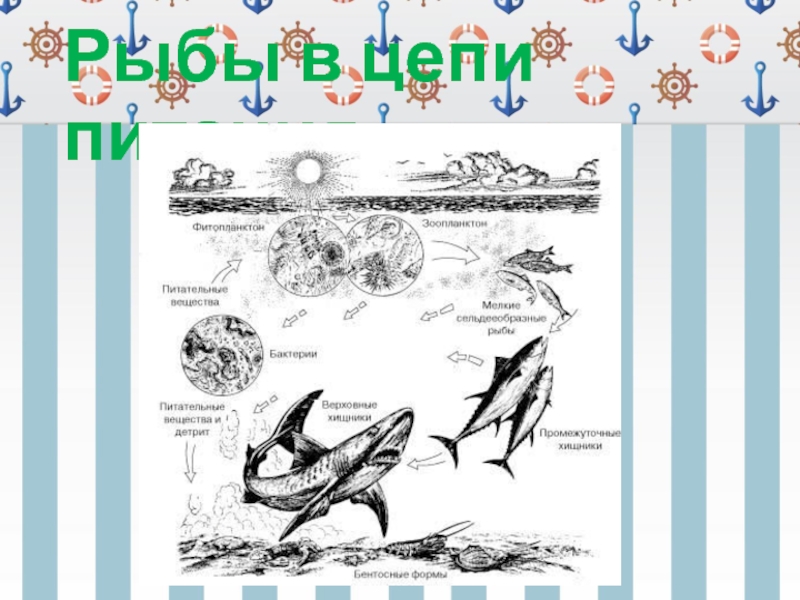 Значение рыб в природе 7 класс. Значение рыб в жизни человека. Значение рыб в жизни человека рисунок. Значение рыб в природе и жизни человека картинки. Значение рыб в природе и жизни человека сообщение.