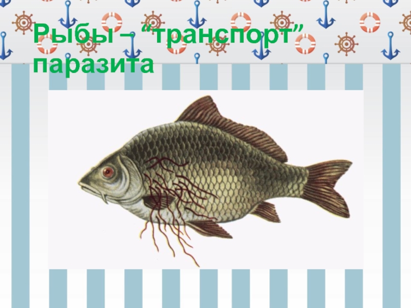 Значение рыб в природе и жизни человека картинки. Карп класс рыбы