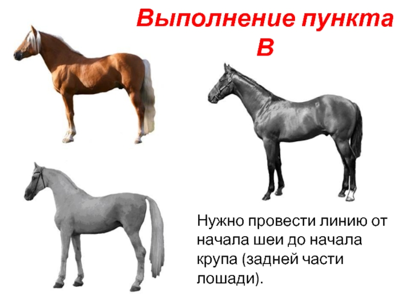 Части лошади 94. Лошадь ОГЭ по биологии. Задание влошдью ОГЭ по биологии. Соотношение частей лошади.