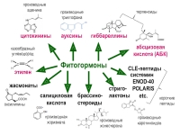 Пептидные гормоны растений