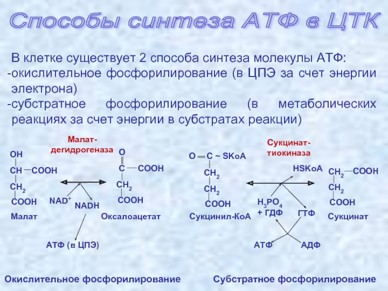 На каких этапах происходит образование атф. Способы синтеза АТФ: субстратное фосфорилирование. Синтез АТФ биохимия. Пути образования АТФ биохимия. Синтез АТФ реакция.