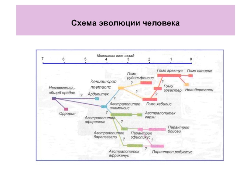 Схема эволюции человека