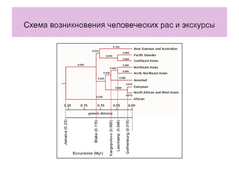 Схема возникновения человеческих рас и экскурсы
